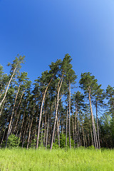 Image showing pine trees in the forest