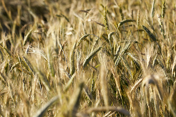 Image showing ripe yellow cereals