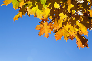 Image showing autumn in the park