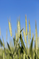 Image showing Field with cereal