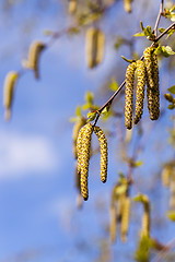 Image showing trees in the spring