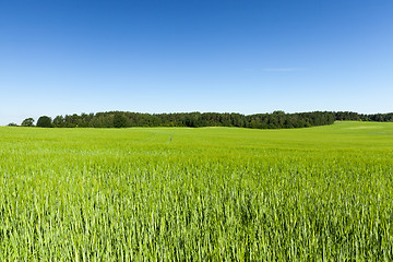 Image showing Field with cereal