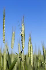 Image showing Field with cereal