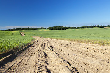 Image showing Field with cereal