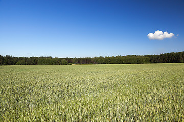 Image showing Field with cereal