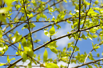 Image showing linden leaves, spring