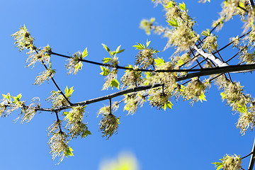 Image showing flowering maple tree