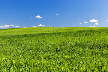 Image showing Field with cereal