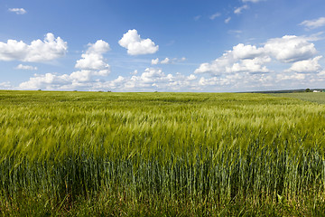 Image showing immature cereals field