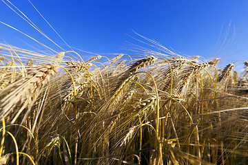 Image showing agricultural field with cereal