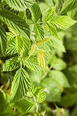 Image showing green raspberry leaves