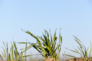 Image showing young grass plants, close-up