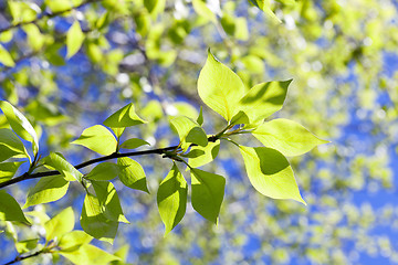 Image showing linden leaves, spring