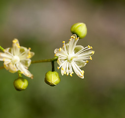 Image showing flowering linden trees
