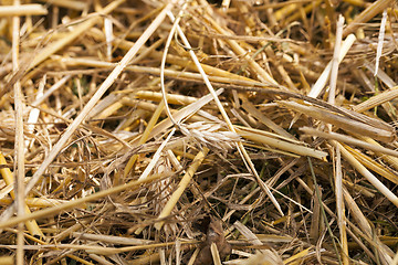 Image showing ripening cereals in the field