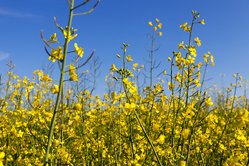 Image showing yellow flower of rape