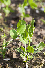 Image showing young green peas