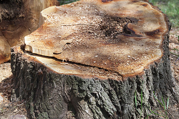 Image showing old tree trunk