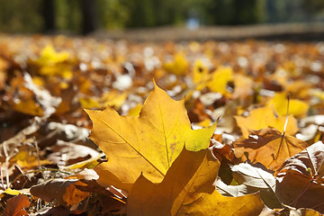 Image showing autumn in the park