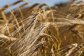 Image showing Field of cereal , summer