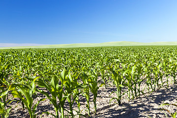 Image showing Field of green corn