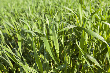 Image showing Field with cereal