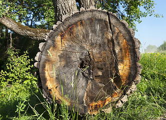 Image showing destroyed a tree, close-up