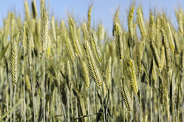 Image showing Field with cereal