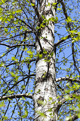 Image showing young birch leaves