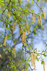 Image showing Young leaves of birch