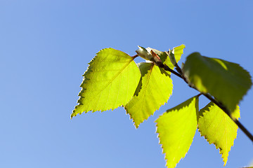 Image showing young birch leaves