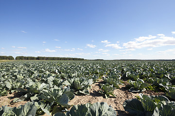 Image showing Field of cabbage, spring