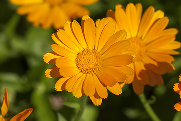 Image showing orange flowers of calendula