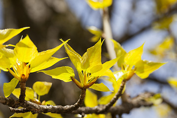 Image showing trees in the spring