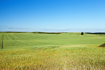 Image showing Field with cereal