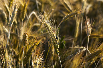 Image showing ripe yellow cereals