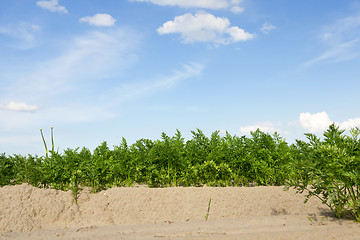 Image showing Field with carrot