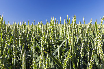 Image showing Field with cereal