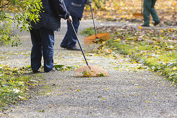 Image showing Women Gardener raking fall leaves in city park