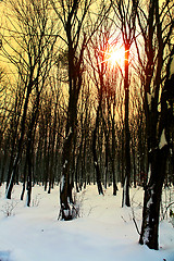 Image showing winter in forest