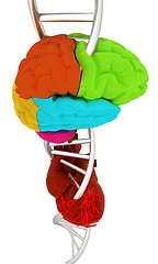 Image showing DNA, brain and heart. 3d illustration