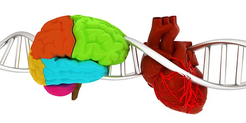 Image showing DNA, brain and heart. 3d illustration