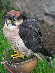 Image showing Lanner Falcon