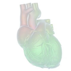 Image showing Human heart and veins. 3D illustration.