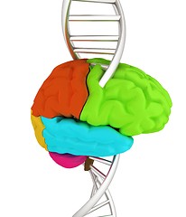 Image showing Brain and dna. 3d illustration