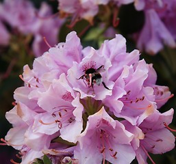 Image showing bumblebee on flower