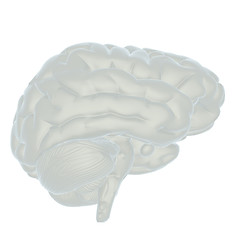 Image showing 3D illustration of human brain