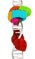 Image showing DNA, brain and heart. 3d illustration