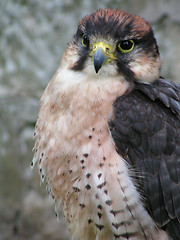 Image showing Lanner Falcon (Head and Body)