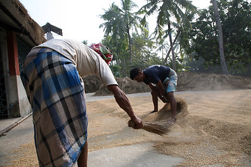 Image showing Agricultural workers drying rice after harvest in Kumrokhali, India.